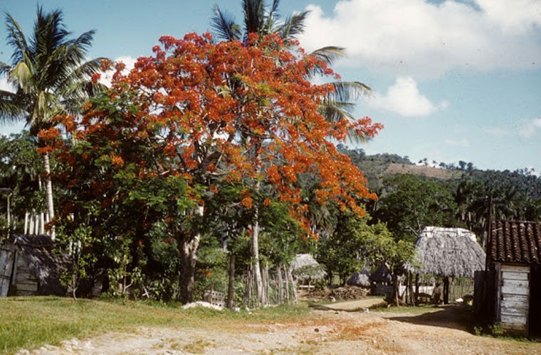 Dat nuoc Cuba nhung nam 1950 qua anh-Hinh-3